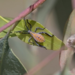 Amorbus sp. (genus) (Eucalyptus Tip bug) at Dunlop, ACT - 11 Jan 2019 by AlisonMilton