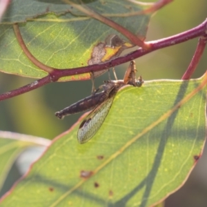 Mantispidae (family) at Dunlop, ACT - 11 Jan 2019 10:59 AM