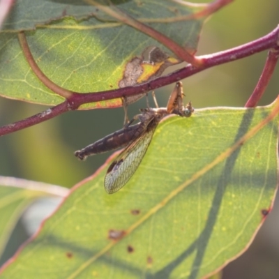 Mantispidae (family) (Unidentified mantisfly) at The Pinnacle - 10 Jan 2019 by AlisonMilton