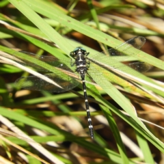 Eusynthemis guttata (Southern Tigertail) at Paddys River, ACT - 8 Jan 2019 by MatthewFrawley