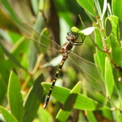 Synthemis eustalacta (Swamp Tigertail) at Paddys River, ACT - 9 Jan 2019 by MatthewFrawley
