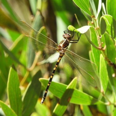 Synthemis eustalacta (Swamp Tigertail) at Paddys River, ACT - 9 Jan 2019 by MatthewFrawley
