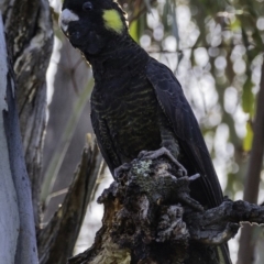 Zanda funerea (Yellow-tailed Black-Cockatoo) at Paddys River, ACT - 4 Jan 2019 by JonSteinbeck