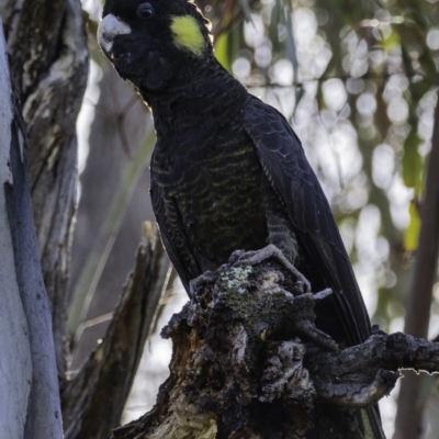 Zanda funerea (Yellow-tailed Black-Cockatoo) at Paddys River, ACT - 4 Jan 2019 by JonSteinbeck