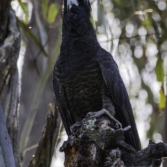 Zanda funerea at Paddys River, ACT - 4 Jan 2019 08:17 AM