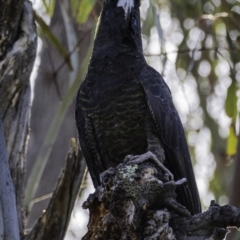 Zanda funerea at Paddys River, ACT - 4 Jan 2019 08:17 AM