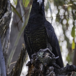 Zanda funerea at Paddys River, ACT - 4 Jan 2019 08:17 AM