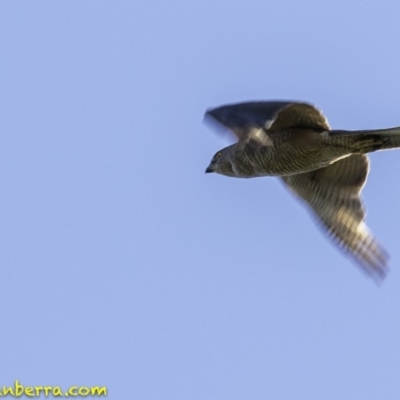 Tachyspiza fasciata (Brown Goshawk) at Paddys River, ACT - 4 Jan 2019 by JonSteinbeck