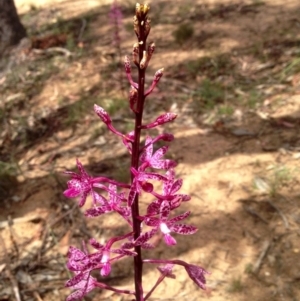 Dipodium punctatum at Booth, ACT - suppressed