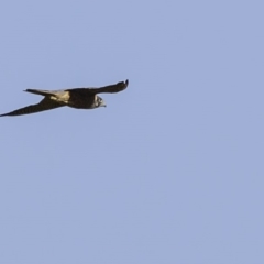 Falco longipennis at Paddys River, ACT - 4 Jan 2019 08:26 AM