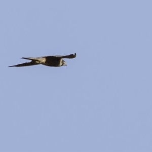 Falco longipennis at Paddys River, ACT - 4 Jan 2019 08:26 AM