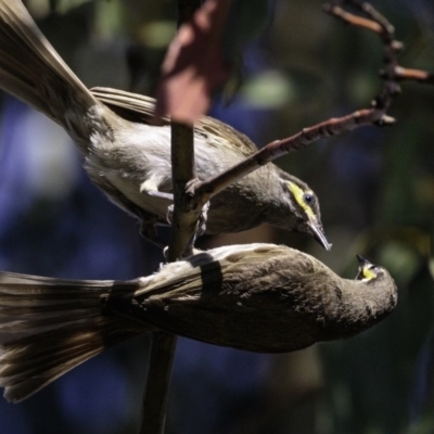 Caligavis chrysops (Yellow-faced Honeyeater) at Paddys River, ACT - 4 Jan 2019 by JonSteinbeck