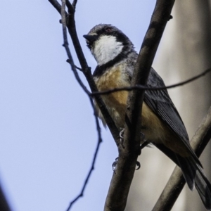 Pachycephala rufiventris at Paddys River, ACT - 4 Jan 2019 09:13 AM