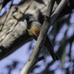 Pachycephala rufiventris at Paddys River, ACT - 4 Jan 2019