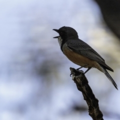 Pachycephala rufiventris at Paddys River, ACT - 4 Jan 2019