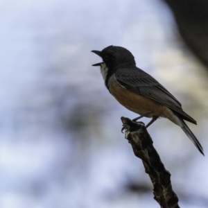 Pachycephala rufiventris at Paddys River, ACT - 4 Jan 2019 09:13 AM