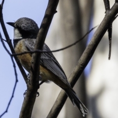 Pachycephala rufiventris at Paddys River, ACT - 4 Jan 2019