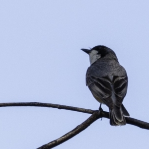 Pachycephala rufiventris at Paddys River, ACT - 4 Jan 2019 09:13 AM