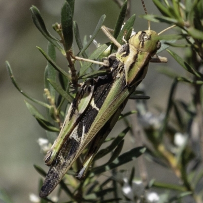 Gastrimargus musicus (Yellow-winged Locust or Grasshopper) at Tidbinbilla Nature Reserve - 3 Jan 2019 by BIrdsinCanberra
