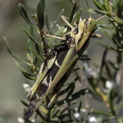 Gastrimargus musicus (Yellow-winged Locust or Grasshopper) at Paddys River, ACT - 3 Jan 2019 by BIrdsinCanberra