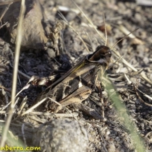 Gastrimargus musicus at Paddys River, ACT - 4 Jan 2019 08:32 AM