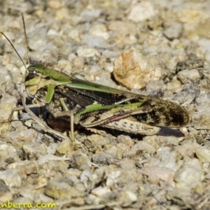 Gastrimargus musicus at Paddys River, ACT - 4 Jan 2019 08:32 AM