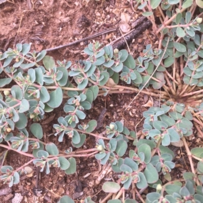 Euphorbia dallachyana (Mat Spurge, Caustic Weed) at Griffith, ACT - 10 Jan 2019 by AlexKirk