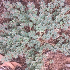 Euphorbia dallachyana at Griffith, ACT - 10 Jan 2019 10:55 AM