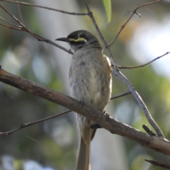 Caligavis chrysops (Yellow-faced Honeyeater) at Gibraltar Pines - 8 Jan 2019 by MatthewFrawley