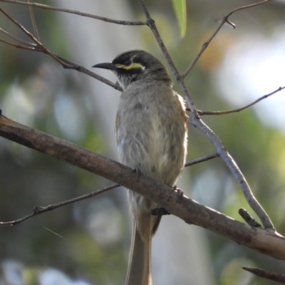 Caligavis chrysops (Yellow-faced Honeyeater) at Paddys River, ACT - 8 Jan 2019 by MatthewFrawley