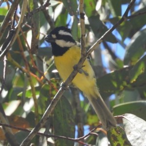 Falcunculus frontatus at Tennent, ACT - 9 Jan 2019