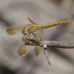 Diplacodes haematodes (Scarlet Percher) at Dunlop, ACT - 11 Jan 2019 by Alison Milton