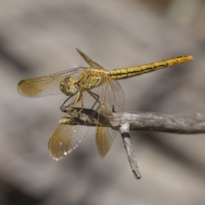 Diplacodes haematodes at Dunlop, ACT - 11 Jan 2019