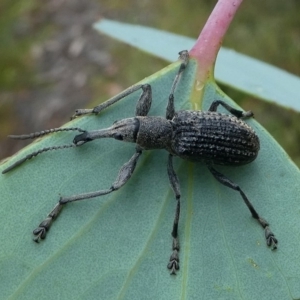 Eurhynchus scabrior at Cotter River, ACT - 11 Jan 2019