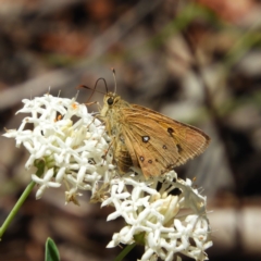 Trapezites eliena (Orange Ochre) at Tennent, ACT - 9 Jan 2019 by MatthewFrawley