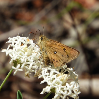 Trapezites eliena (Orange Ochre) at Tennent, ACT - 9 Jan 2019 by MatthewFrawley