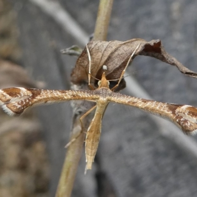 Sinpunctiptilia emissalis (Speedwell Pterror) at Paddys River, ACT - 11 Jan 2019 by HarveyPerkins