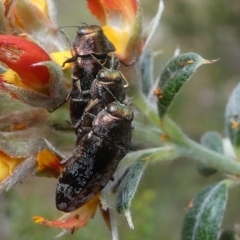 Diphucrania acuducta at Cotter River, ACT - 11 Jan 2019