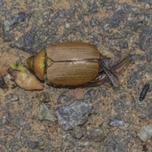 Anoplognathus brunnipennis at The Pinnacle - 11 Jan 2019 01:11 PM