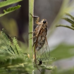 Galanga labeculata (Double-spotted cicada) at Hawker, ACT - 11 Jan 2019 by AlisonMilton