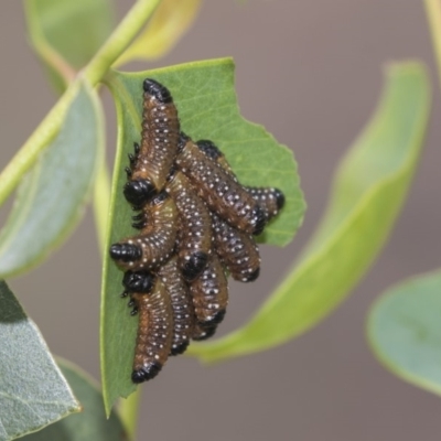 Paropsini sp. (tribe) (Unidentified paropsine leaf beetle) at Hawker, ACT - 11 Jan 2019 by Alison Milton