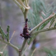 Jalmenus ictinus at Deakin, ACT - 11 Jan 2019