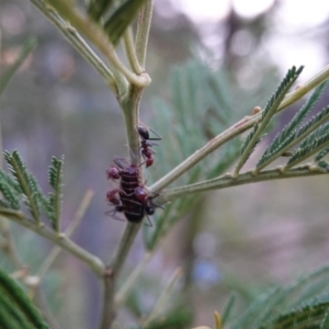 Jalmenus ictinus at Deakin, ACT - 11 Jan 2019