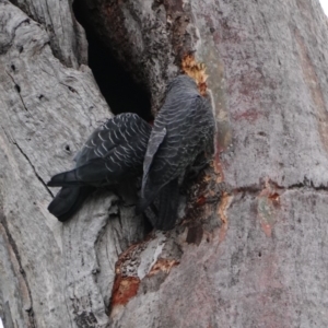 Callocephalon fimbriatum at Deakin, ACT - suppressed