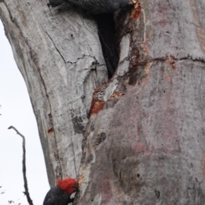 Callocephalon fimbriatum at Deakin, ACT - suppressed