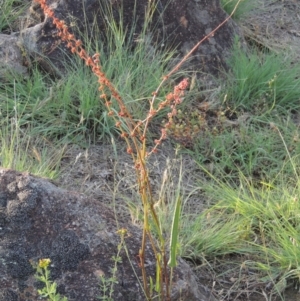 Rumex brownii at Tuggeranong, ACT - 18 Dec 2018 07:47 PM