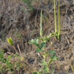 Erodium crinitum at Tuggeranong, ACT - 18 Dec 2018