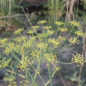 Foeniculum vulgare at Greenway, ACT - 18 Dec 2018 08:01 PM