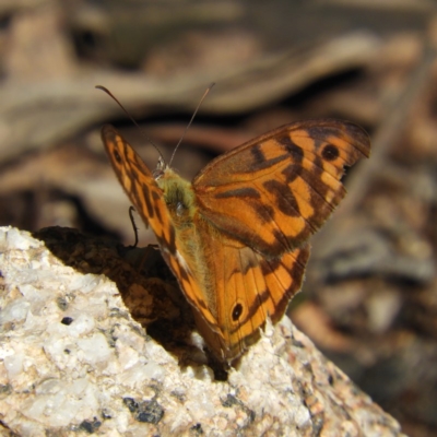 Heteronympha merope (Common Brown Butterfly) at Paddys River, ACT - 9 Jan 2019 by MatthewFrawley