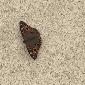 Junonia villida at Ainslie, ACT - 6 Jan 2019